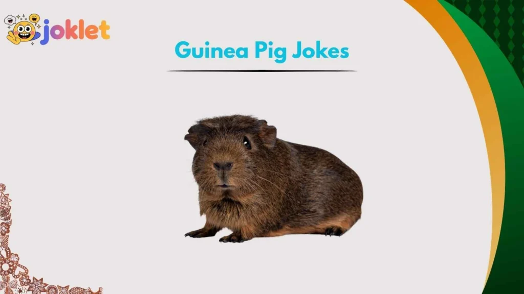 Cute Guinea Pig Jokes