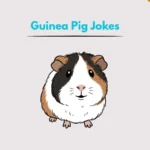 Guinea Pig Jokes